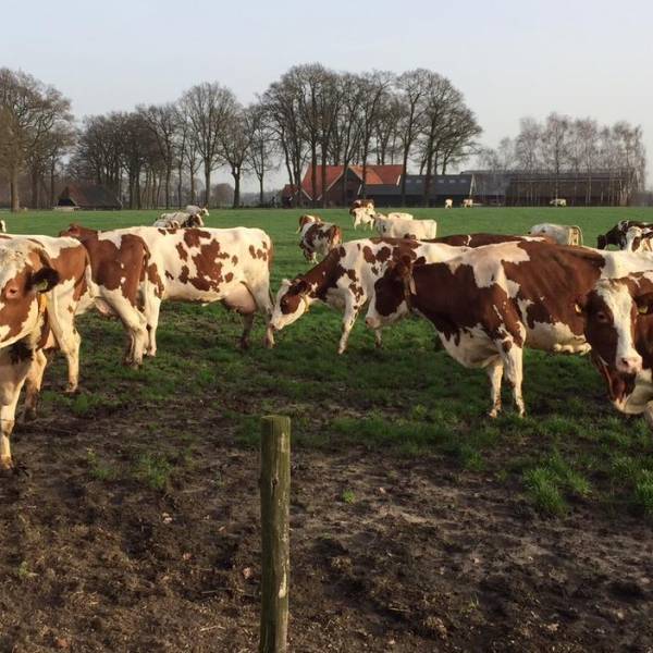 LTO over Prinsjesdag: investeer in verduurzaming in plaats van opkopen boeren